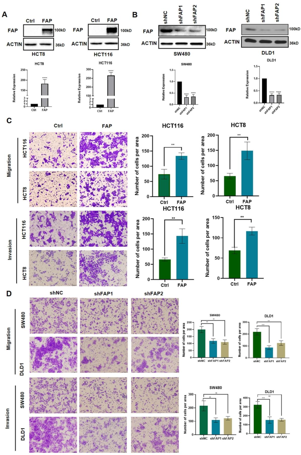 图 2：FAP 促进 CRC 细胞体外迁移和侵袭