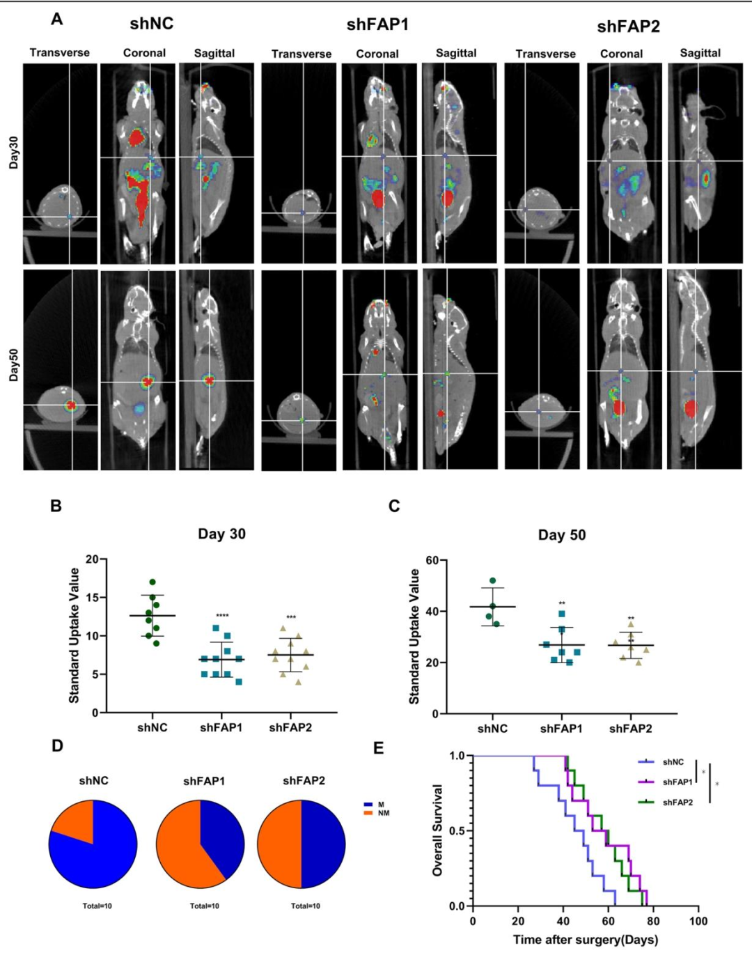图 3：FAP 促进 CRC 体内肝转移