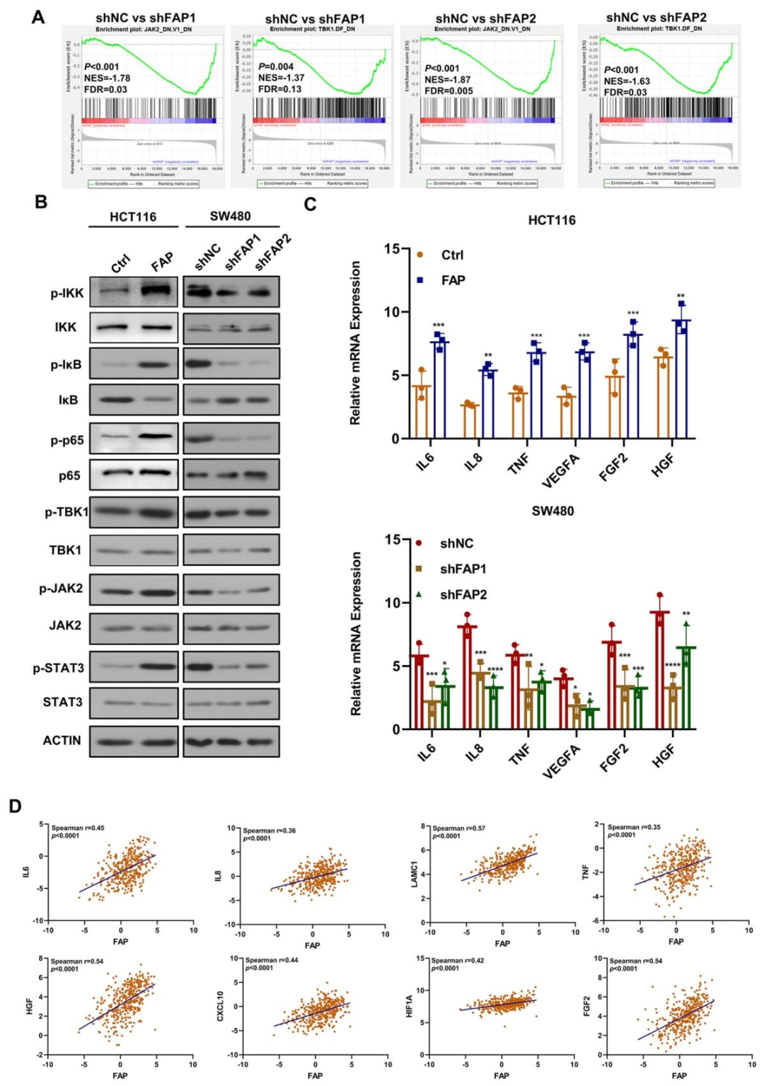图 4：FAP 通过激活 NF-κB 通路发挥作用