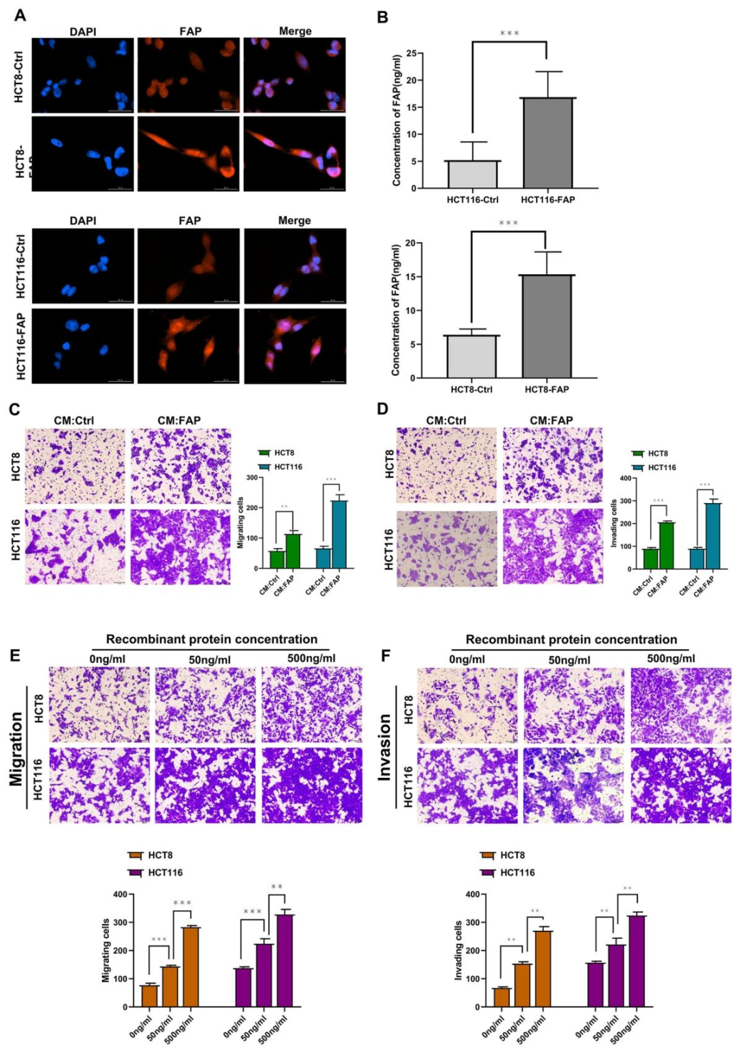 图 6：可溶性 FAP 具有促转移活性