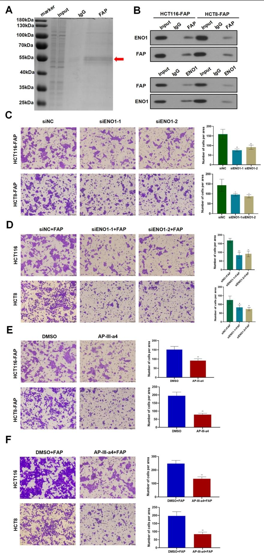 图 7：FAP 与 ENO1 结合激活 NF-κB 通路