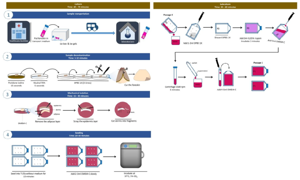 图 1：HDFs 机械分离与传代流程示意图
