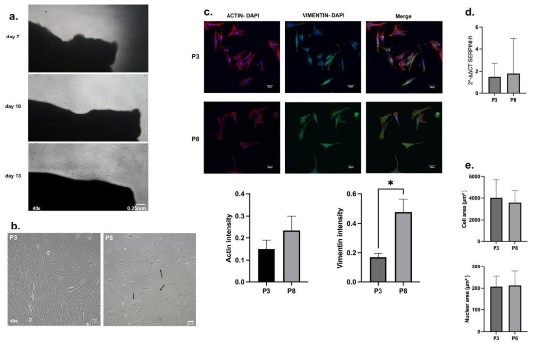 图 2：HDFs 的形态与鉴定结果