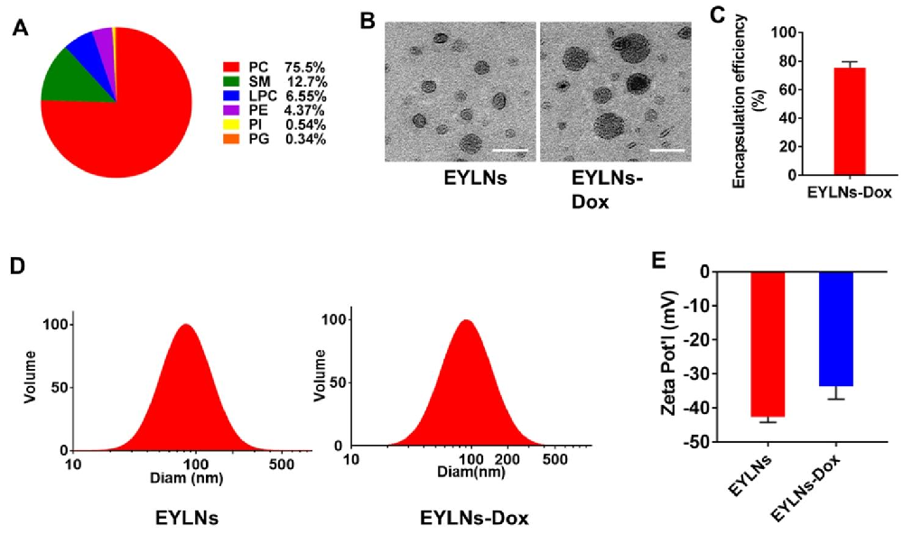 图1：EYLNs 与 Mac/EYLNs-Dox 的表征