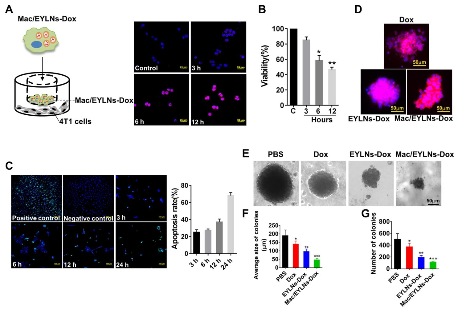 图3：体内分布与抗肿瘤效果
