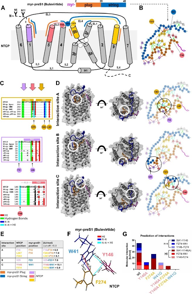 图1：基于bulevirtide-NTCP冷冻电镜结构的myr-preS1与NTCP分子相互作用位点