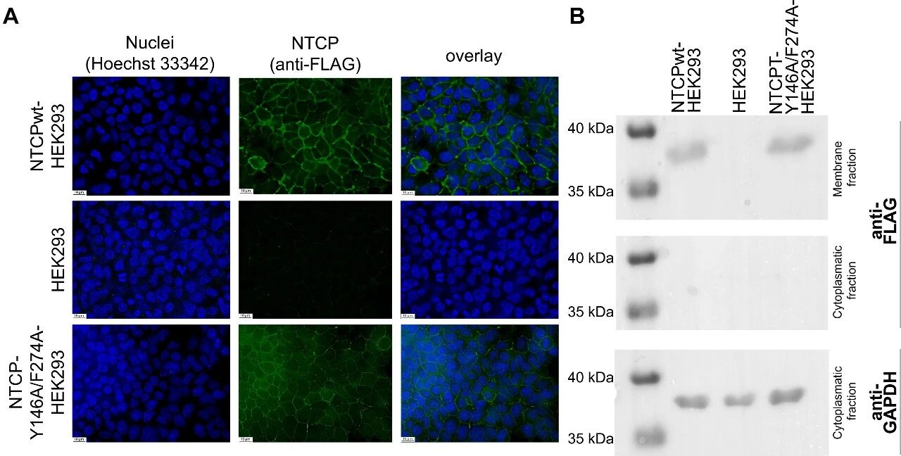 图3：NTCP-Y146A/F274A双突变体的细胞膜定位与表达