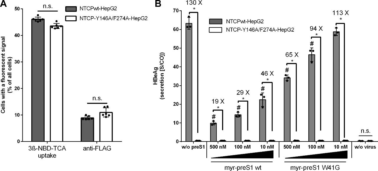 图6：NTCP-Y146A/F274A双突变体与preS1-W41G突变体对体外HBV感染的影响