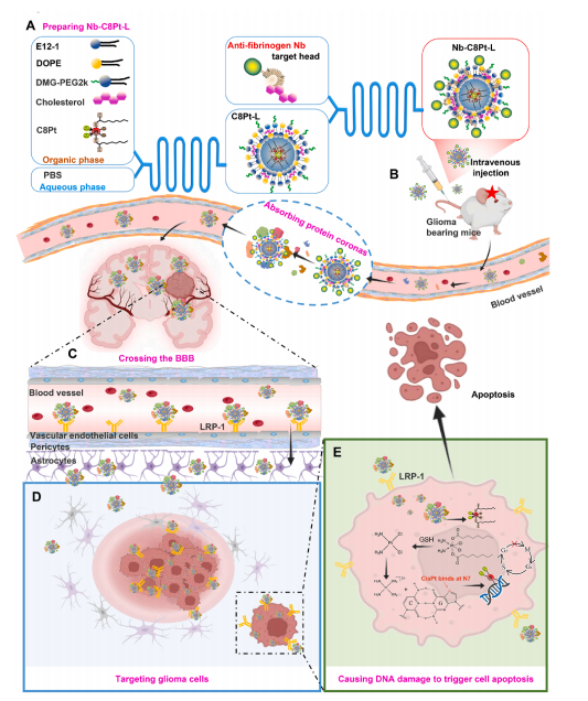 图1：Nb-C8Pt-Ls对脑胶质瘤的保护作用示意图