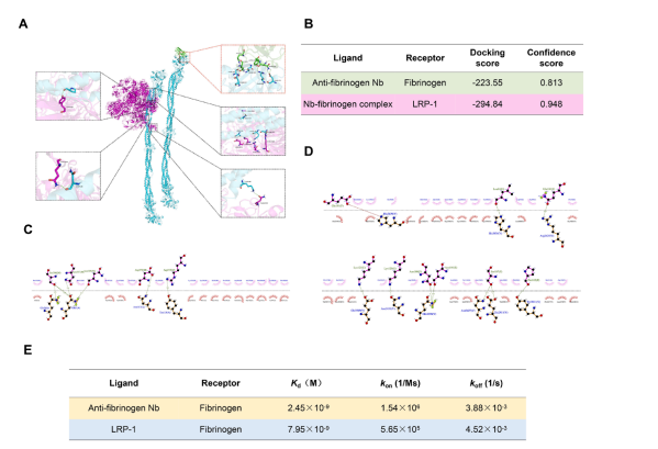 图4：计算机模拟抗纤维蛋白原纳米抗体(绿色)、纤维蛋白原(青色)与LRP-1(品红色)的分子对接结果