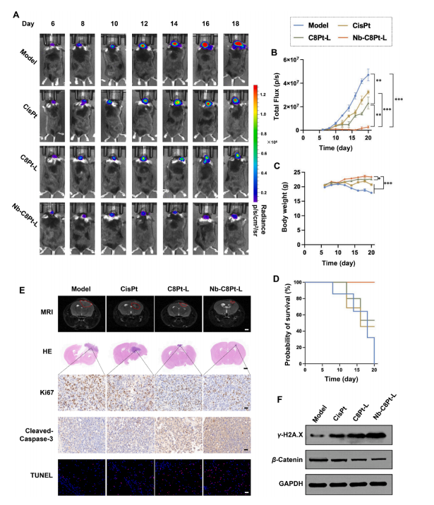 图6：Nb-C8Pt-Ls抗胶质瘤体内疗效观察