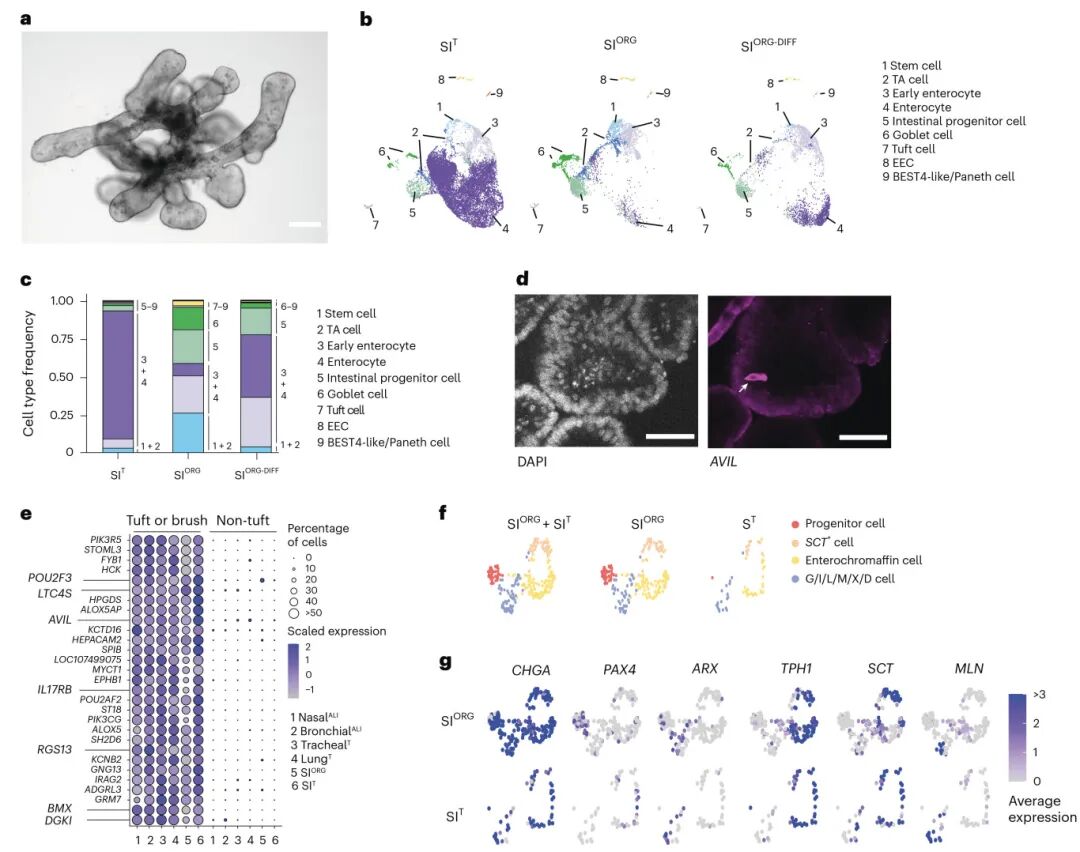 图2 R. aegyptiacus SI类器官重现了本地蝙蝠肠上皮细胞多样性