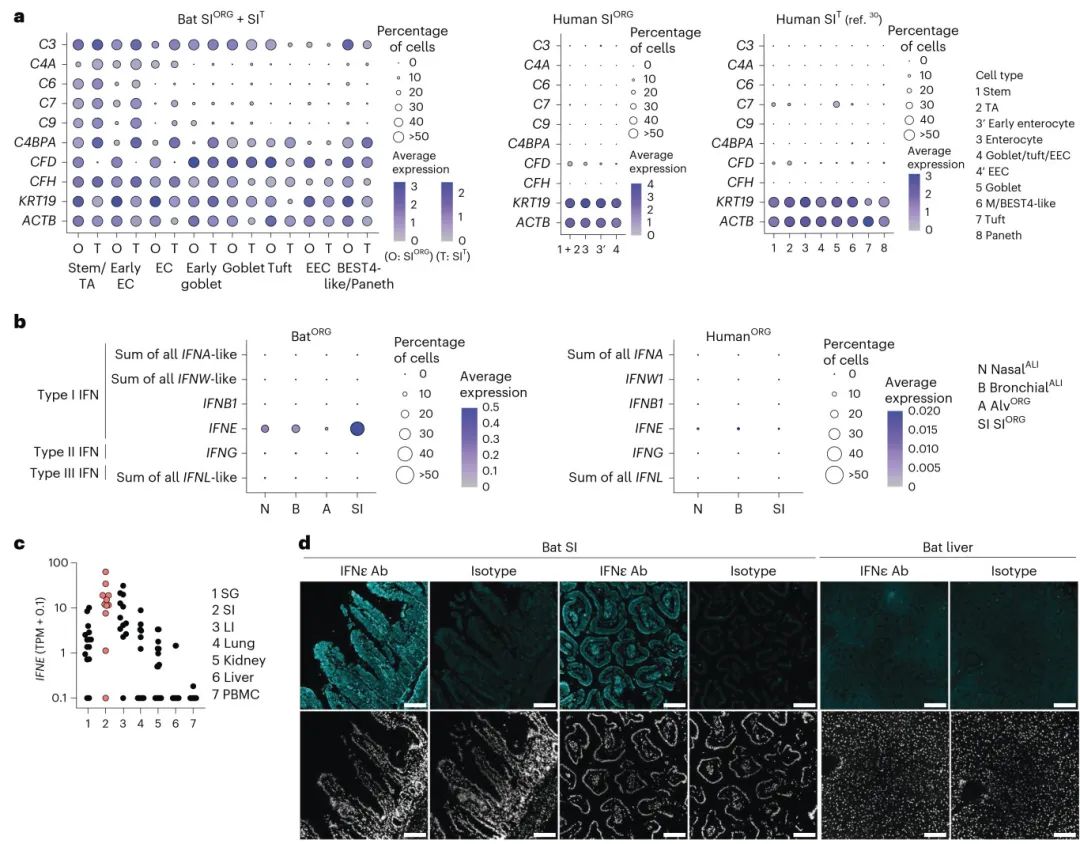 图3 与人类类器官相比,蝙蝠类器官表现出先天免疫基因的高表达,包括补体系统基因、IFNε和ISG