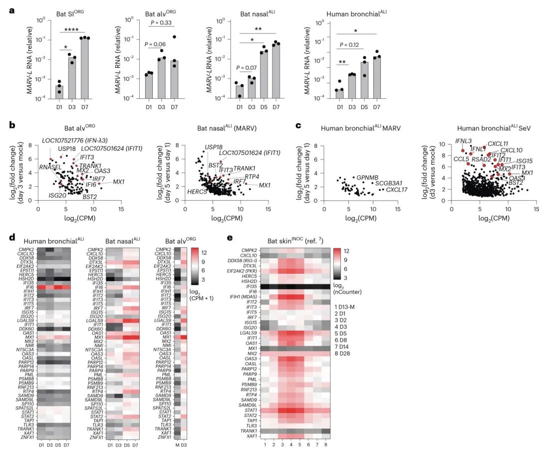 图4 蝙蝠类器官中的MARV感染触发了IFN反应