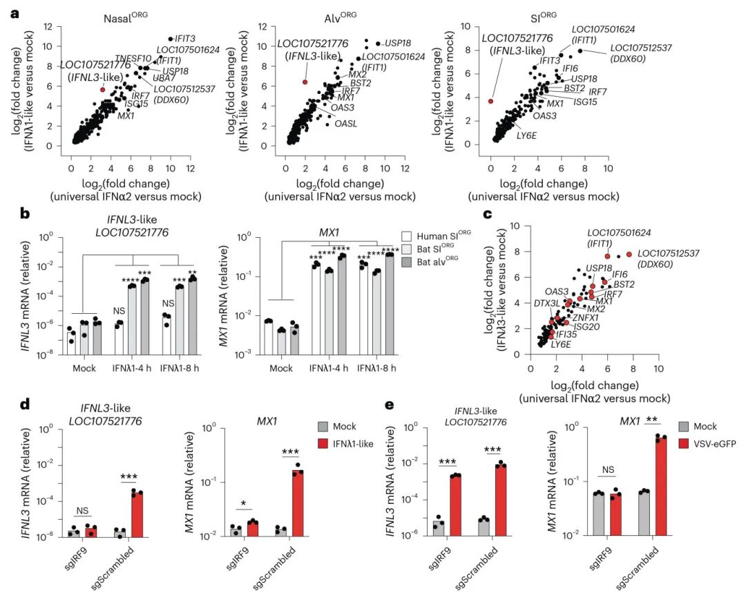 图 5 蝙蝠III型IFNλ驱动蝙蝠类器官的自我放大抗病毒反应