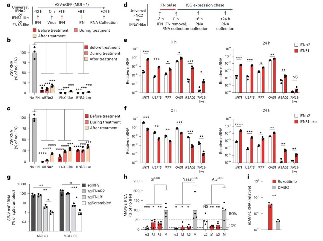 图 6 I型和III型IFN保护蝙蝠类器官免受人畜共患病病毒感染