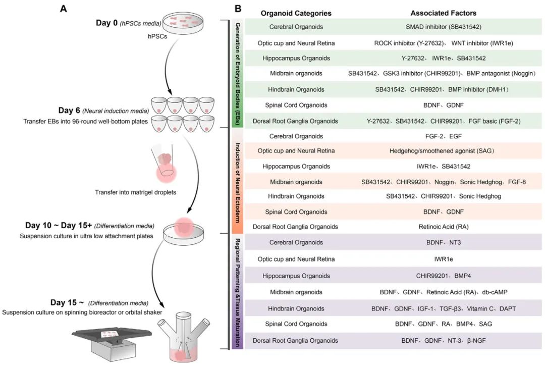图2 从多能干细胞衍生的神经类器官的构建过程