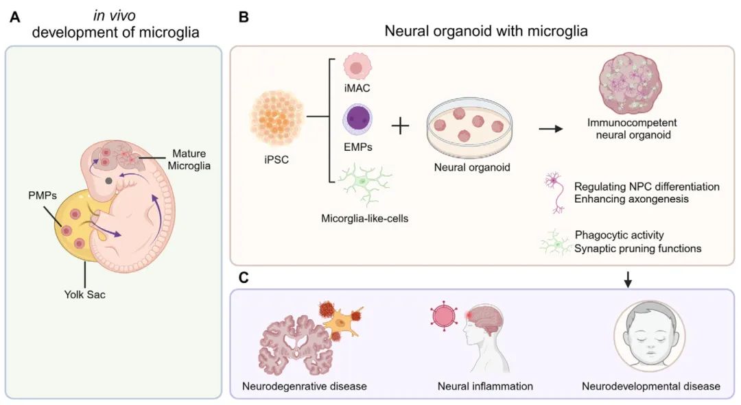 图3 含小胶质细胞的神经类器官的生成与应用