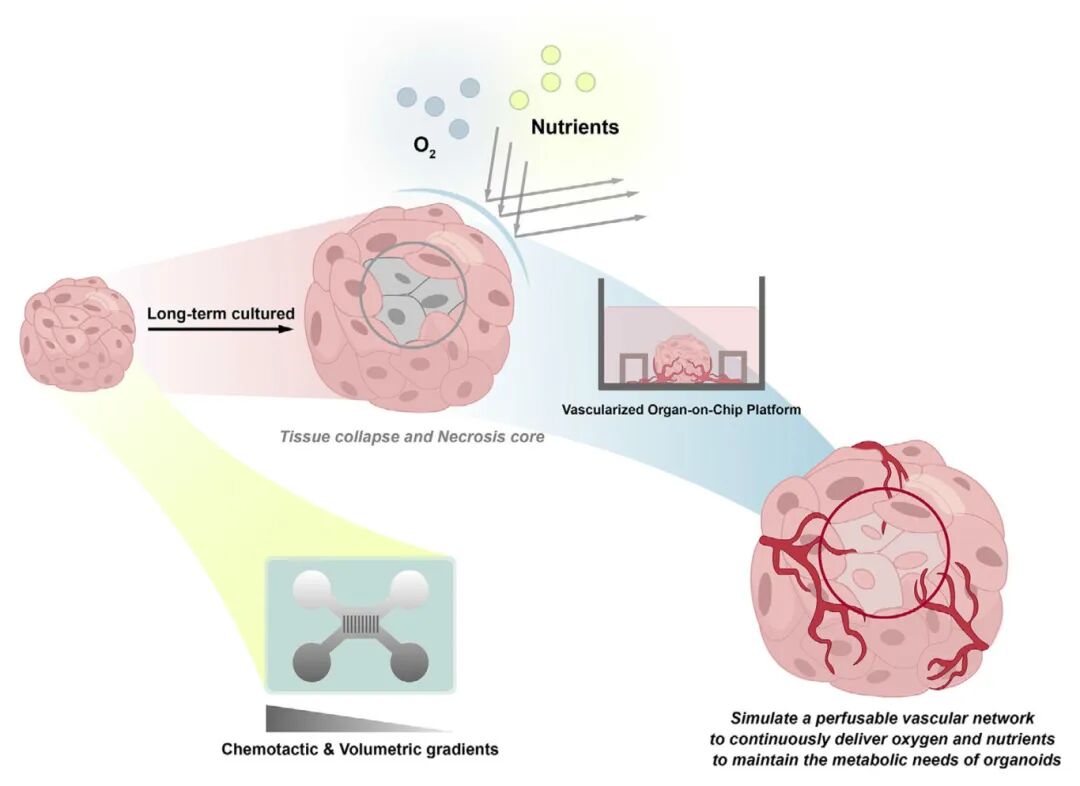 图5 器官芯片技术为优化类器官培养方案提供了新的机遇