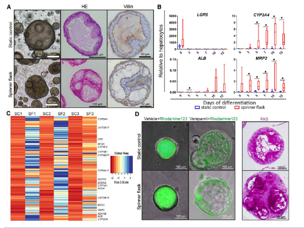 图 2 类器官在转瓶中分化为功能性肝细胞。类器官在转瓶中或静态对照条件下分化 12 天