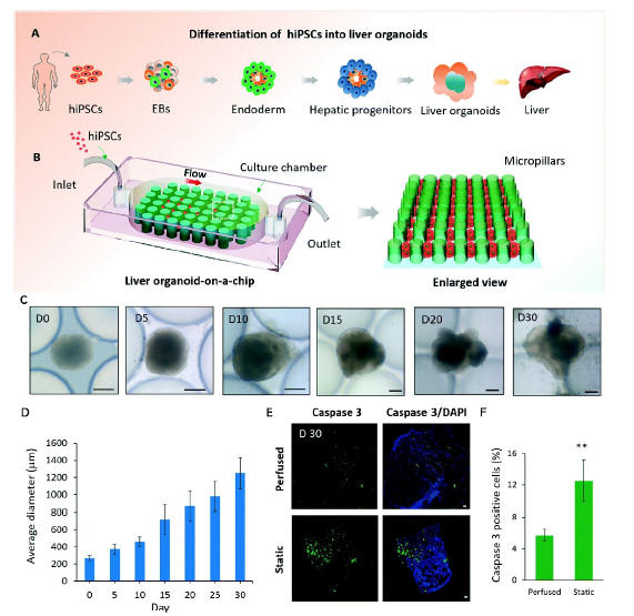 图 3 利用简易三维可灌注芯片系统由人诱导多能干细胞(hiPSCs)原位生成肝类器官的示意图,以及在该芯片系统中 hiPSCs 向肝类器官分化的表征