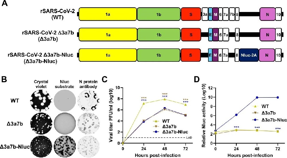 图1:Δ3a7b-Nluc 的构建与表征