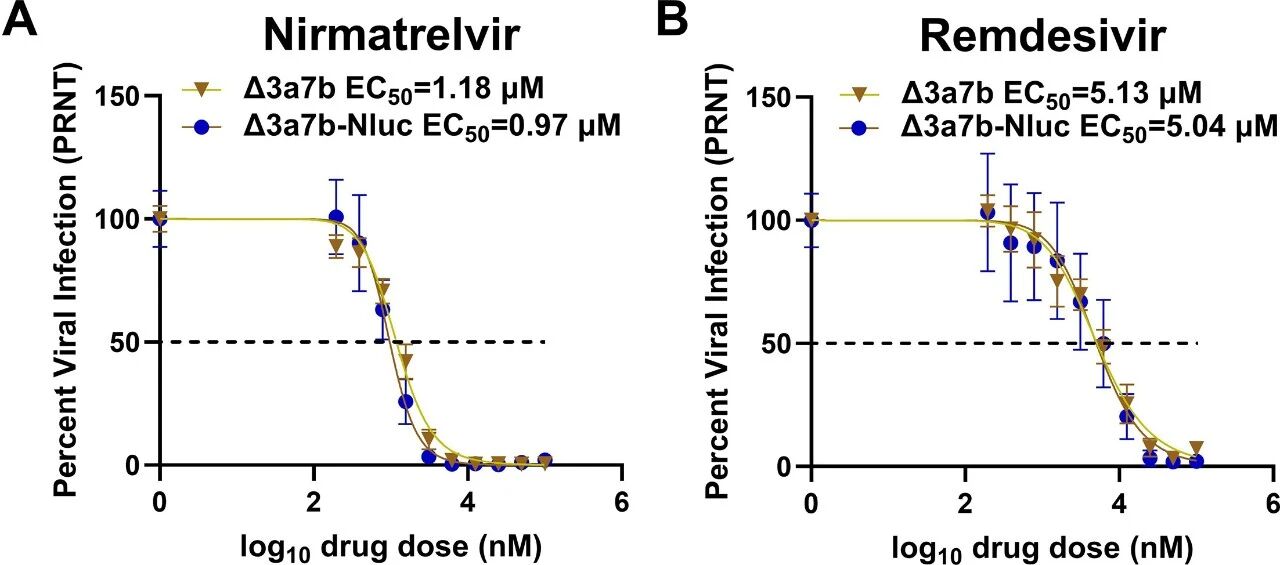 图2:Δ3a7b-Nluc 对 antivirals 的敏感性