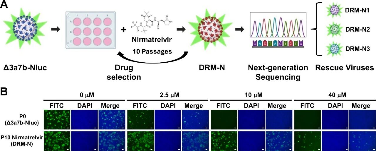 图3:奈玛特韦耐药突变体(DRM-N)的筛选