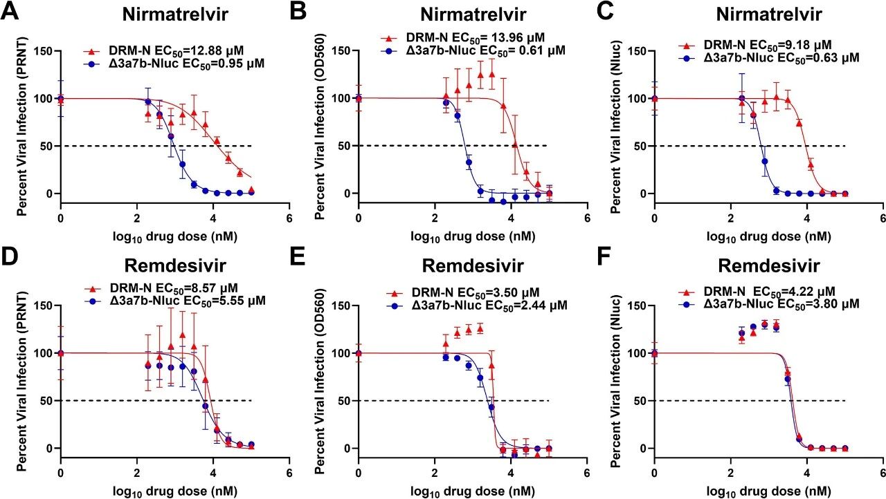 图4:P10 DRM-N 对奈玛特韦的耐药性量化及瑞德西韦敏感性验证