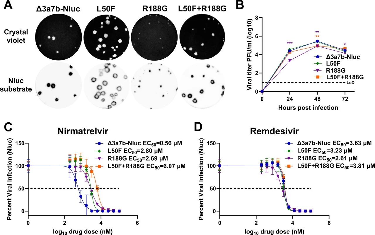 图6:突变的耐药功能验证