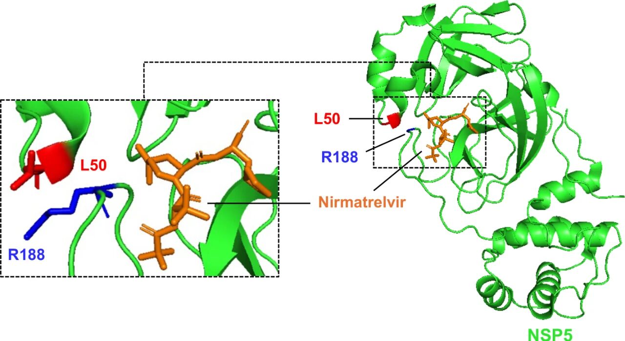 图7:Mpro 与奈玛特韦结合的结构示意图