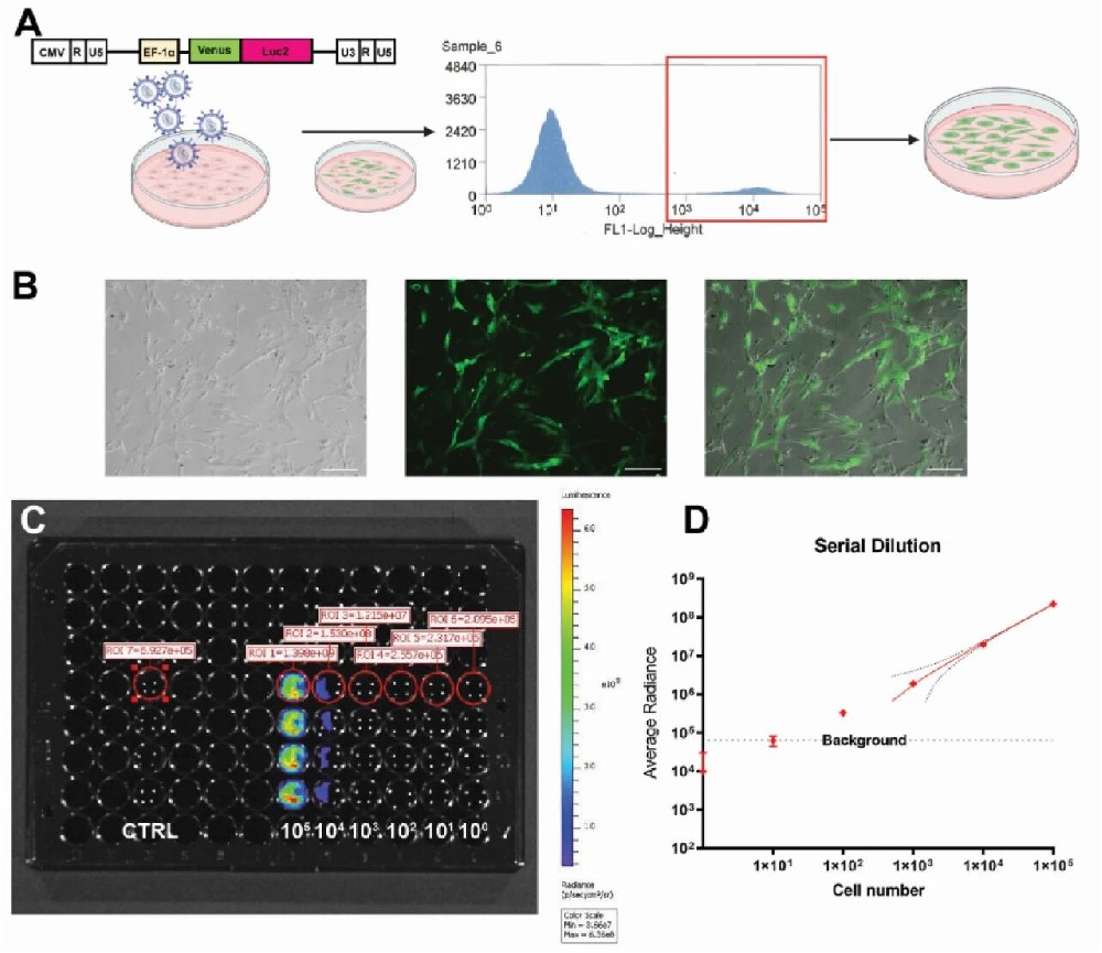 图1：IVIS 检测限与转染效率验证