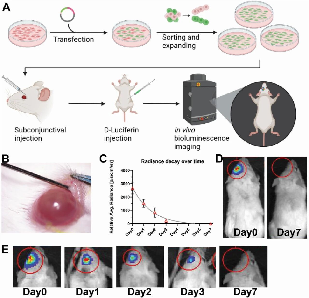 图2：adMSCs 结膜下注射后的 IVIS 动态追踪