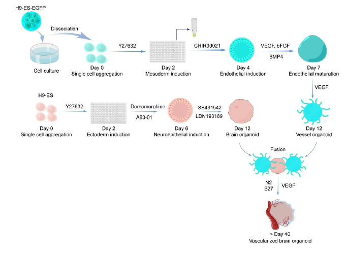 图1 实验流程示意图