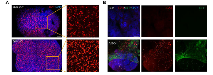 图 3 在血管类器官(VOrs)和融合血管化脑类器官(fVOrs)中诱导产生的小胶质细胞