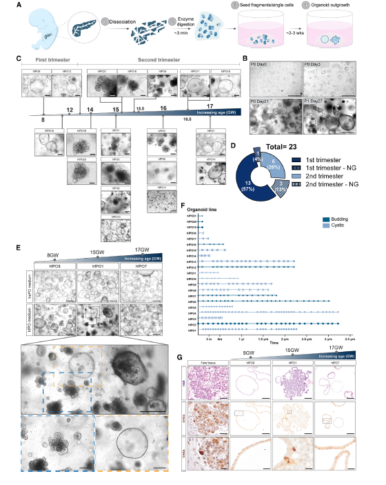图1 类器官的构建