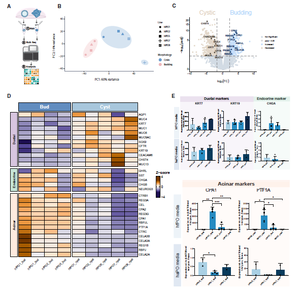 图 2 出芽型类器官与囊性类器官不同