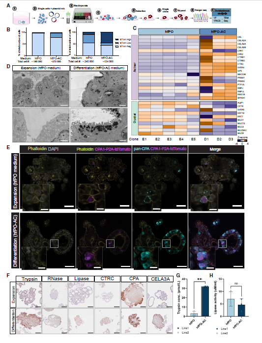 图 3 类器官向腺泡谱系的分化