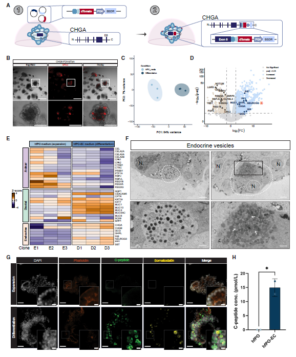 图 4 类器官可向内分泌谱系分化