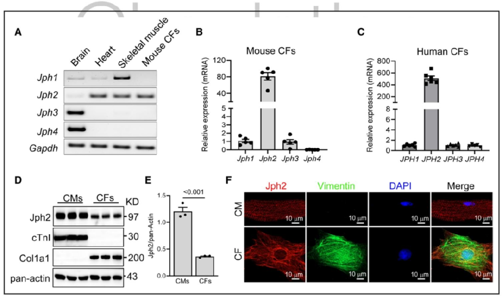 图 1：Jph2 是小鼠和人类心脏成纤维细胞中唯一表达的 junctophilin 家族成员