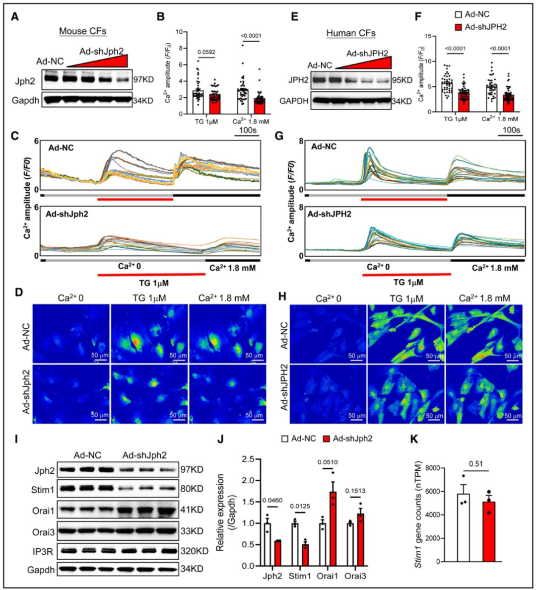 图 2：Jph2 对 CFs 中 Stim1 稳定性及 store-operated 钙内流(SOCE)至关重要