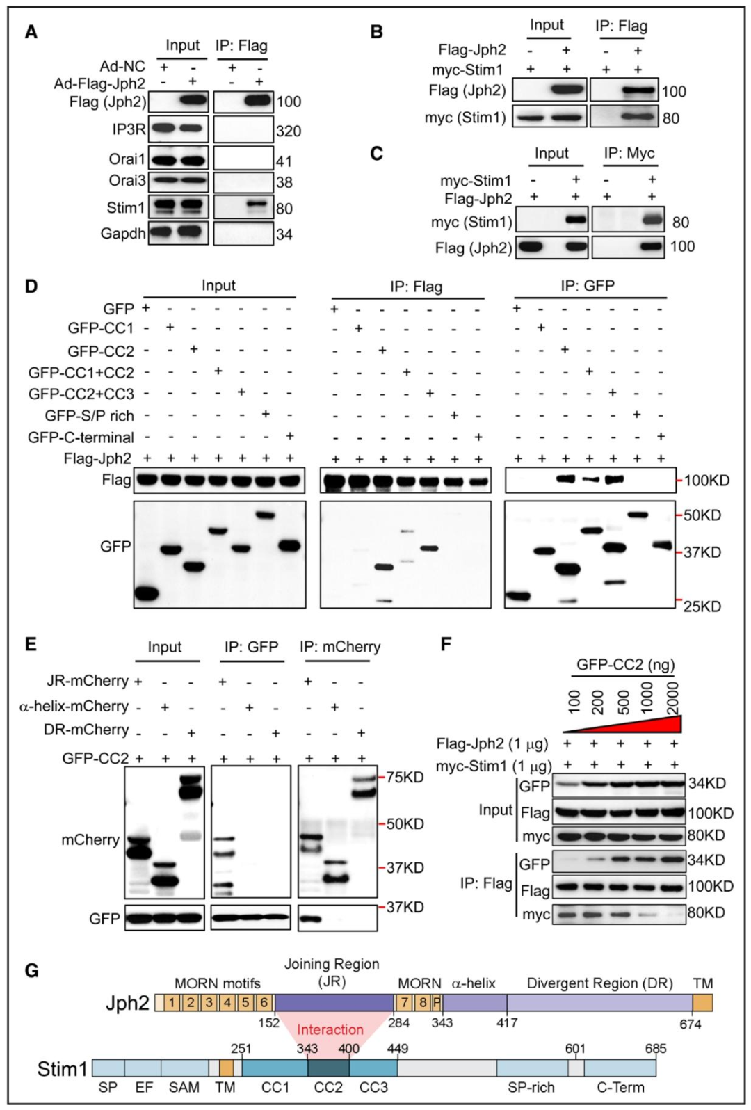 图 3：Jph2 通过其连接区与 Stim1 的卷曲螺旋 2(CC2)结构域直接相互作用