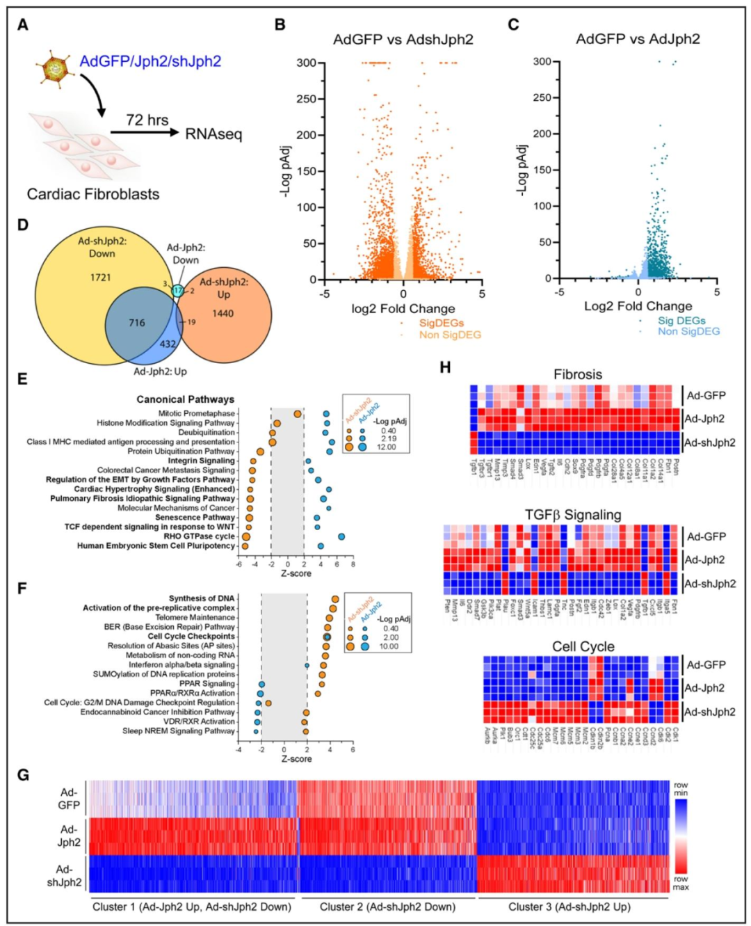 图 4：RNA-seq 揭示 Jph2 调控 CFs 激活、增殖及分化相关基因