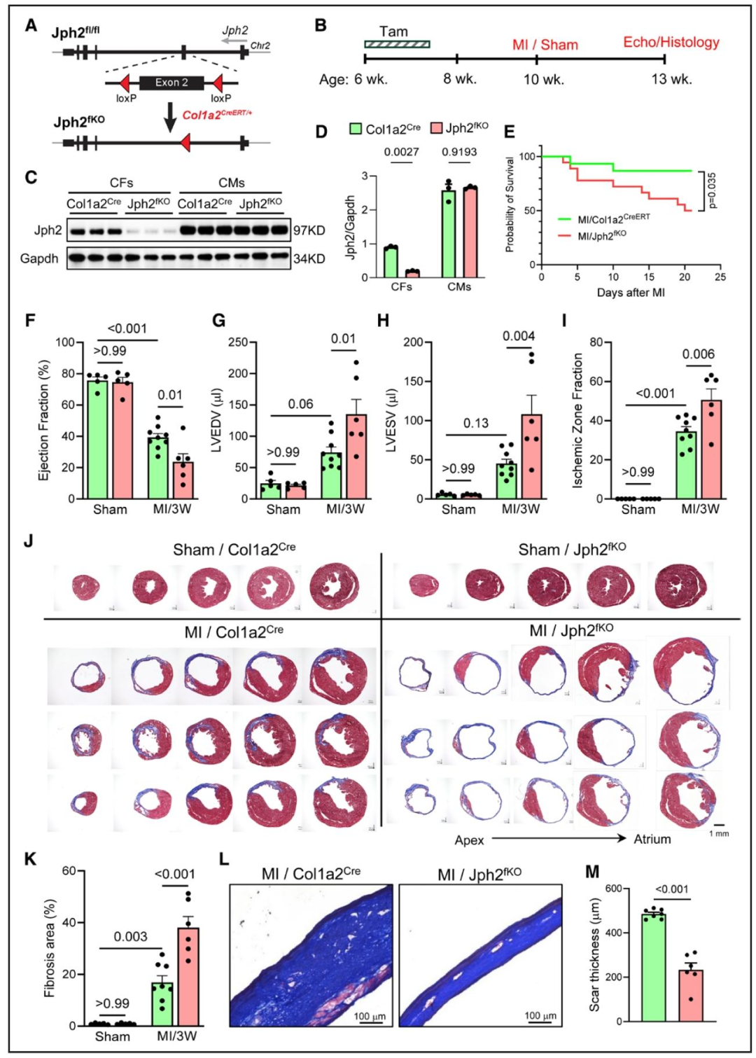 图 6：CF 特异性敲除 Jph2 加重 MI 后心脏不良重构