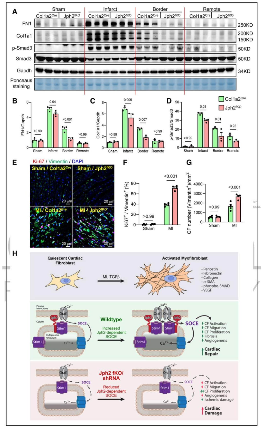 图 8：CF 特异性敲除 Jph2 减少 CFs 激活和 ECM 沉积但促进增殖