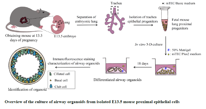 图1 实验流程示意图