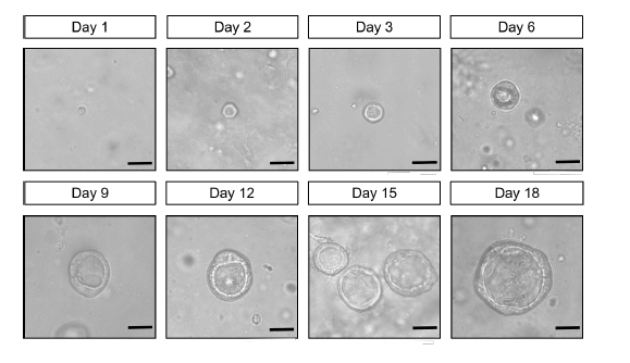 图1 实验流程示意图