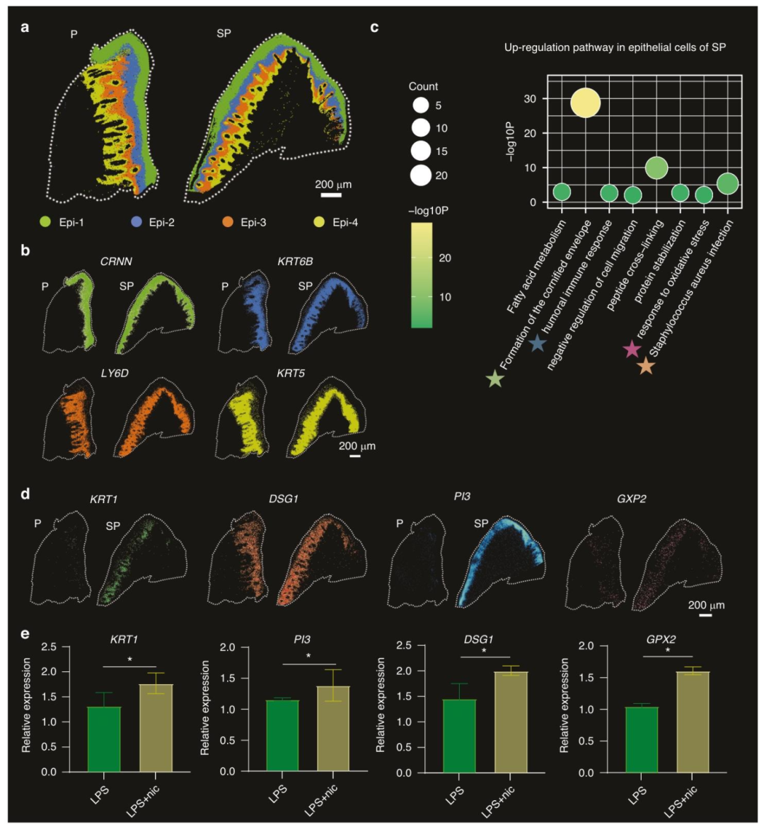 图 2：吸烟诱导牙龈上皮细胞损伤