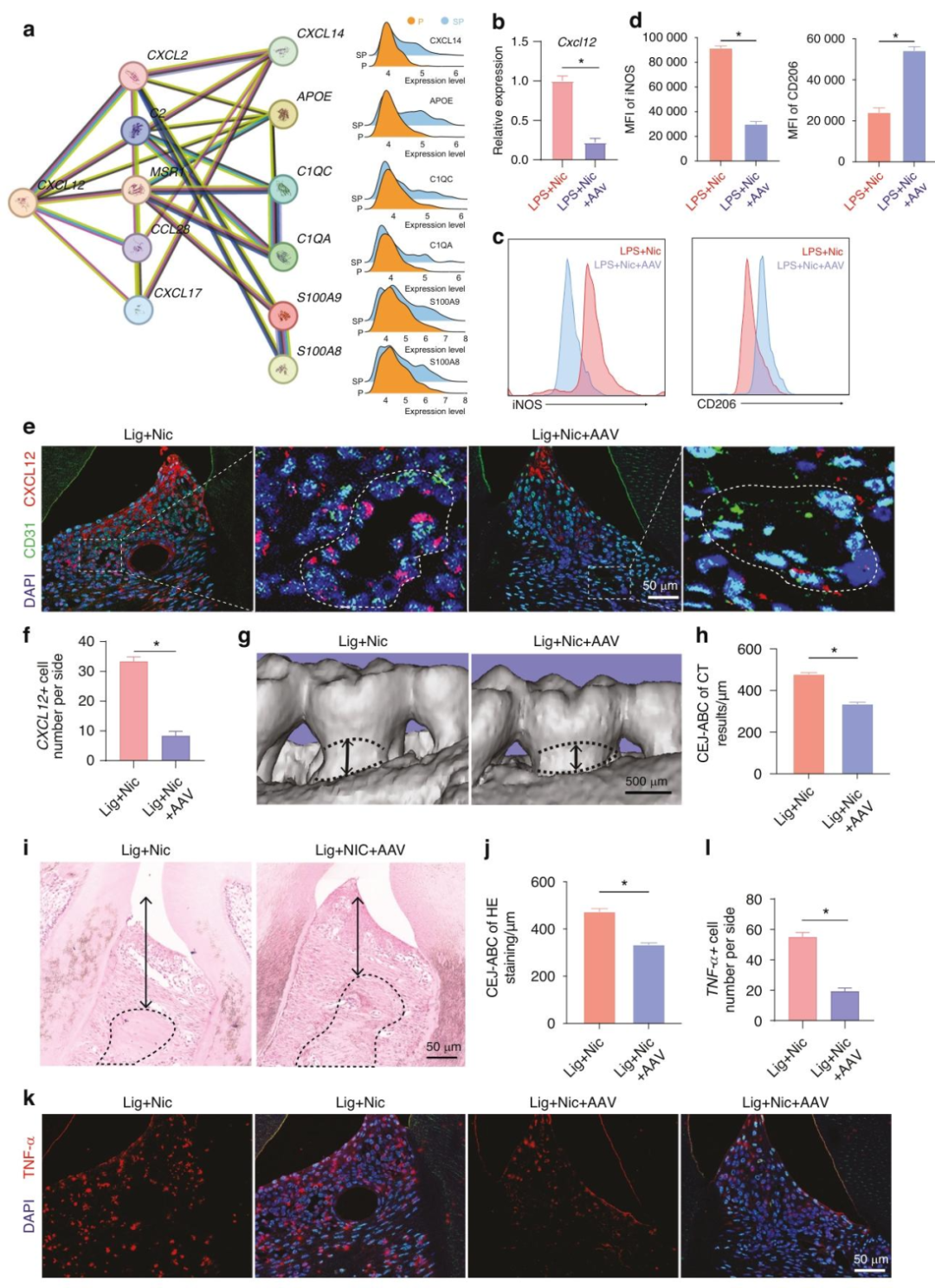图 6：靶向内皮 CXCL12 促进巨噬细胞向抗炎表型极化，缓解牙周炎症和骨吸收