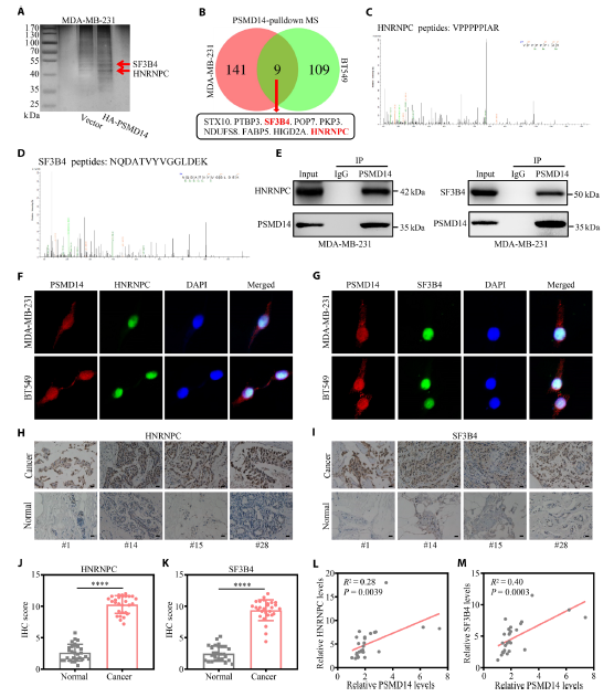 图 3 PSMD14 与 HNRNPC 和 SF3B4 蛋白结合